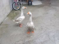 Geese — foto 1