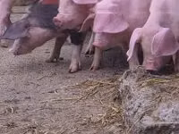 สุกร (เป็นล็อต, ไม่ระบุเพศ), หมู — รูปภาพ 1