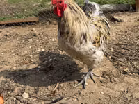 Chickens — foto 6