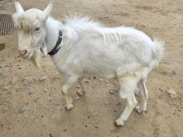 بز نر, Saanen goat — قزاقستان