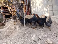 Chickens — photo 2