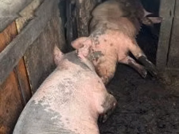 Sow, Pigs — Hungary