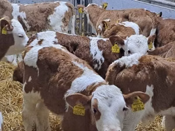 ВРХ (партія, стать не вказано), Simmental cattle