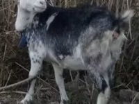 ஆண் வெள்ளாடு, Alpine goat — புகைப்படம் 4