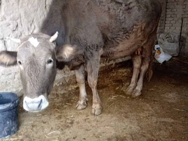 Cow, Cattle — Uzbekistan