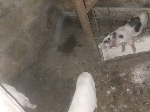 Sow, Pigs — Armenia