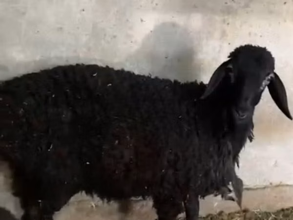 میش, گوسفند — قرقیزستان