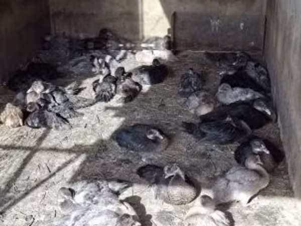 Domestic Muscovy