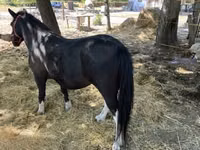 Mare, Horses — photo 3