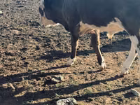 公牛, Cattle — 照片 2
