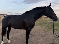 Jument, Dutch warmblood horse — photo 2