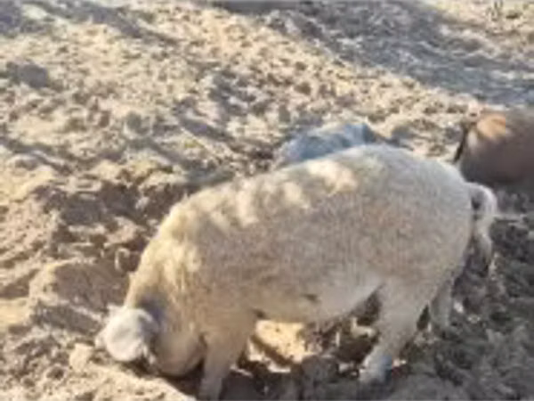 Boar,  — Hungary