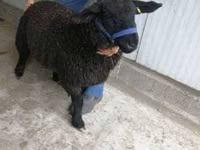 Sheep, White Suffolk sheep — photo 1