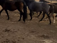 Kuda betina, Kazakh horse — foto 7
