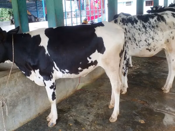 Cow, Russian Black pied cattle — Bangladesh