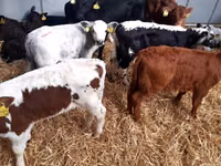 Bull, Cattle — photo 2