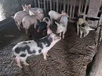 公猪, Pigs — 照片 1