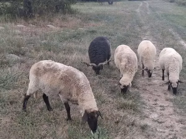 Ram, Sheep — Hungary