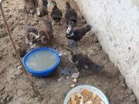 Domestic Muscovy — photo 8