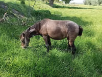 مادیان, اسب — عکس 3