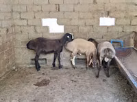قوچ, Arashan sheep — عکس 4