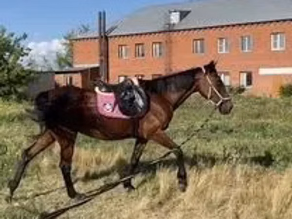 Mare, Horses — Kazakhstan