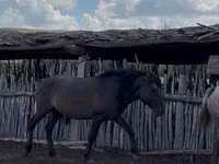 اسب نر, Mugalzhar horse — عکس 3