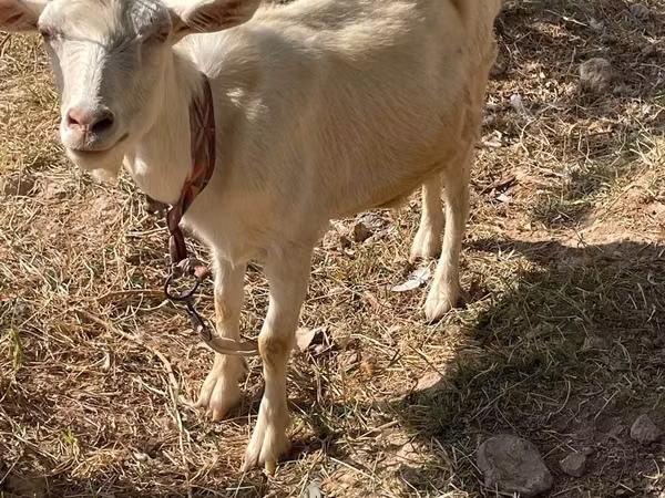Ged, Saanen goat — Kasakhstan