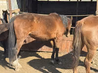 பெண் குதிரை, Kyrgyz Horse — புகைப்படம் 7