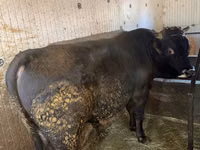 Bull, Cattle — photo 3