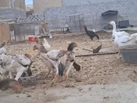 Chickens — Foto 3
