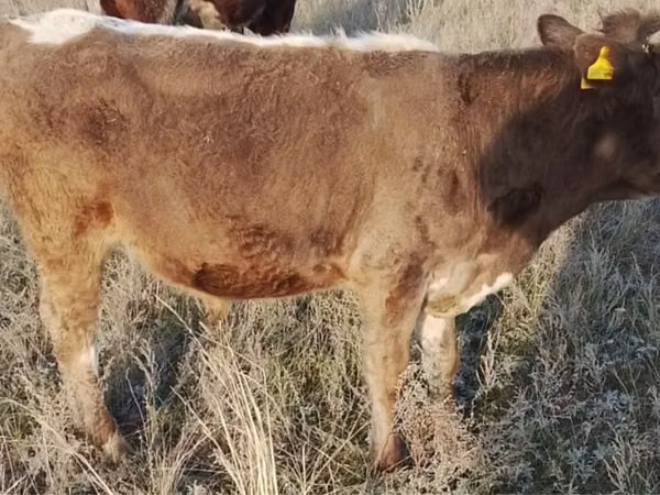 公牛, Cattle — 哈萨克斯坦