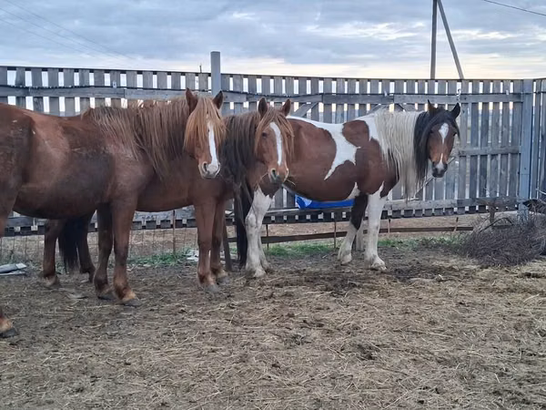 Kuda betina, Horses — Kazakhstan