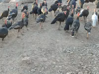 Turkeys — photo 1