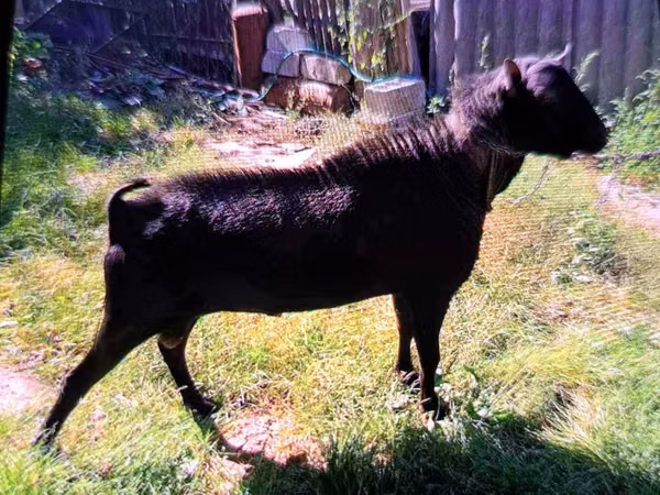 Billy Goat, Goats — Moldova