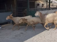 میش, Arashan sheep — عکس 8