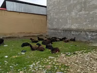 แกะตัวเมีย, Hissar sheep — รูปภาพ 1