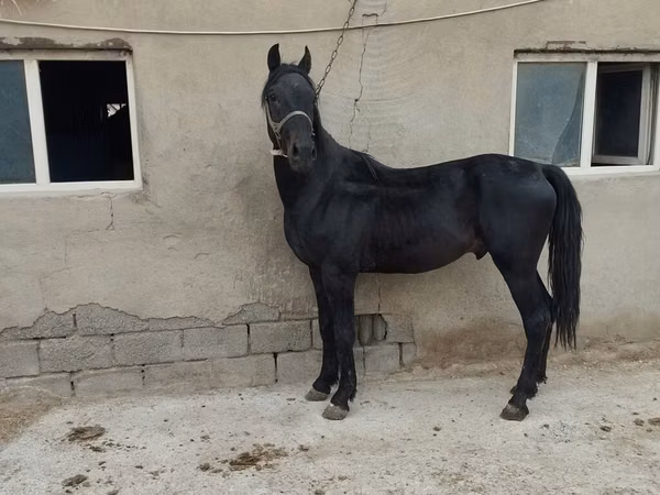 Horse (M), Horses