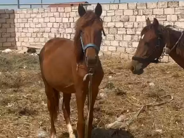 Ձի, Ձիեր — Ղազախստան