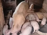 Boar, Pigs — photo 4