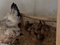 Chickens — photo 3