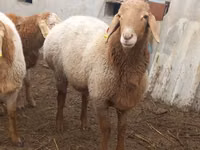 Widder, Arashan sheep — Foto 6