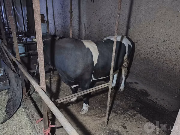 Cow, Russian Black pied cattle — Uzbekistan