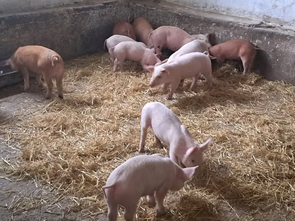 Sow, Pigs — Moldova