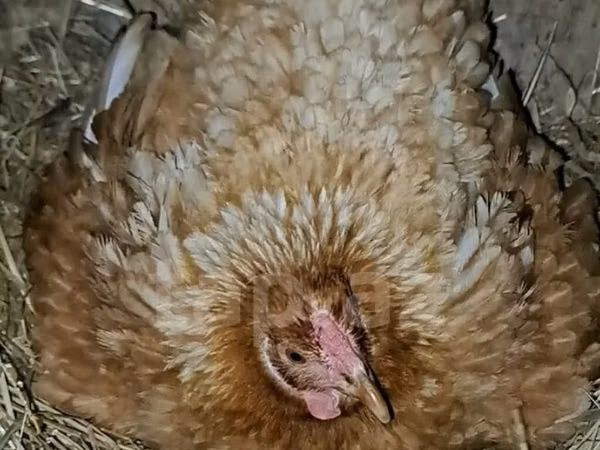 Chickens — Azerbejdżan