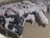 Pigs (batch, sex not specified), Pigs — photo 1
