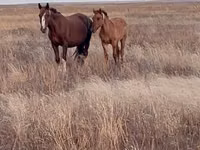 اسب نر, Kazakh horse — عکس 5