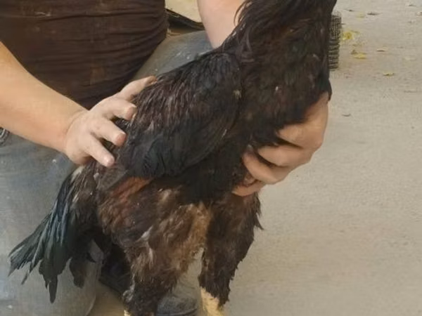 Shamo chickens — Uzbekistan