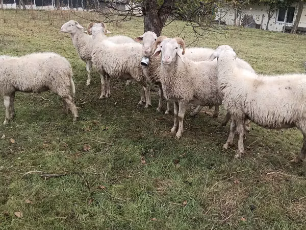 ஆண் ஆடு, Assaf sheep