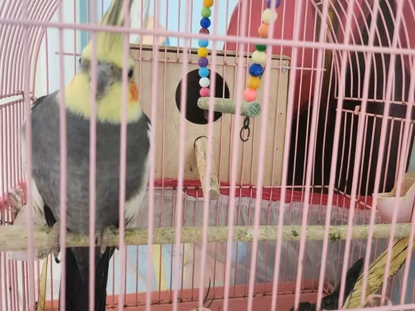 Nimfa (cockatiel) cütü və qəfəs dəsti - Növ: Nimfa (Nymphicus